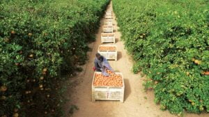 230926 Cosecha de pomelos en Texas Estados Unidos