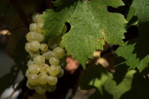 El Banco Supervielle dispuso una línea de financiamiento en préstamos para cosecha y acarreo de uvas para esta vendimia 2024 en la vitivinicultura argentina.