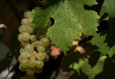 El Banco Supervielle dispuso una línea de financiamiento en préstamos para cosecha y acarreo de uvas para esta vendimia 2024 en la vitivinicultura argentina.