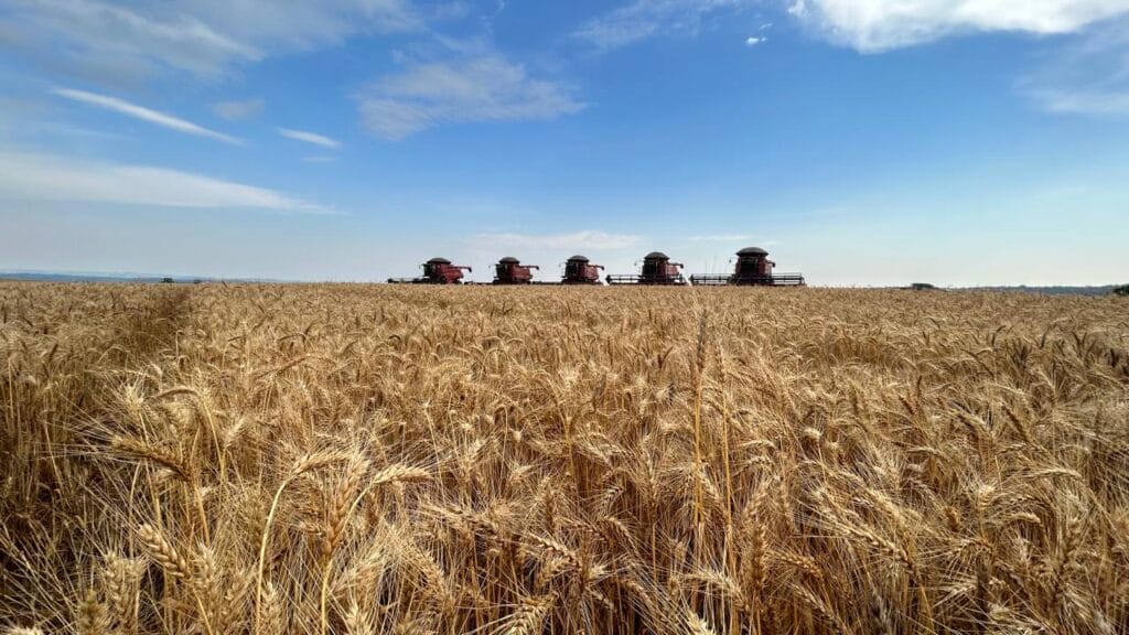 La molienda de trigo en Brasil creció 3% en 2024