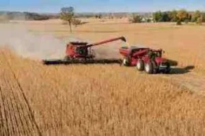 La guerra comercial no es una oportunidad para la soja argentina.