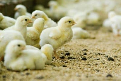 La exportación de genética en la cadena avícola creció 137%