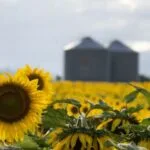 Argentina produjo 5 millones de toneladas de girasol