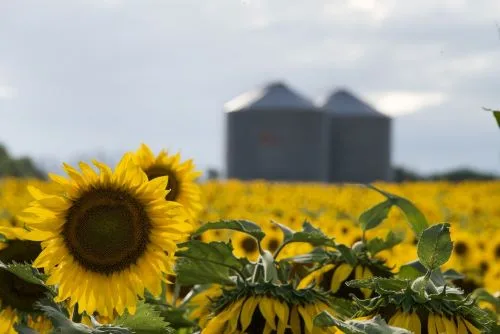 Argentina produjo 5 millones de toneladas de girasol
