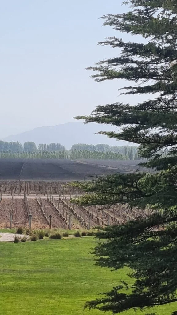 La vista desde el restaurante La Vid Terrazas pone en contexto la cercanía de los viñedos de Bodega Norton con las primeras estribaciones de la precordillera mendocina en Luján de Cuyo. Ph. Ricardo A. Sarmiento para SRSur News Agency (Derechos Reservados)