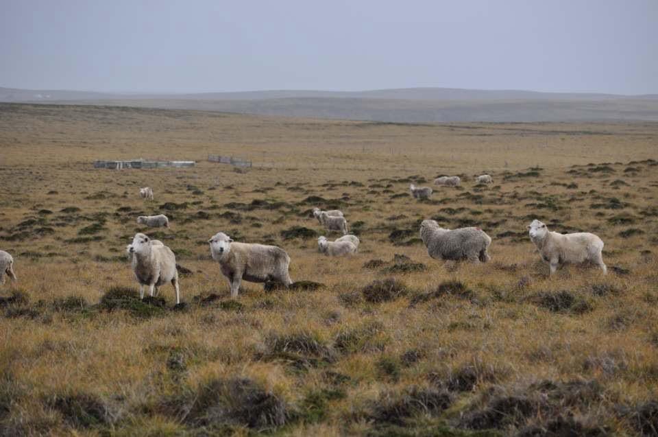 Islas Malvinas. Imágenes tomadas por Guillermo Salas, VGM, bajo bandera en 1982, durante su visita a Malvinas en 2019.