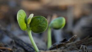 Las lluvias trajeron alivio al agro argentino