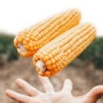 El maíz tardío recupera protagonismo