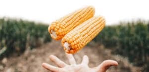 El maíz tardío recupera protagonismo y se convierte en una alternativa competitiva