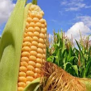 Se estiman 57 millones de toneladas de maíz en la próxima cosecha gruesa