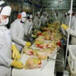 Pollos para exportación