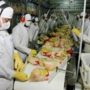 Pollos para exportación