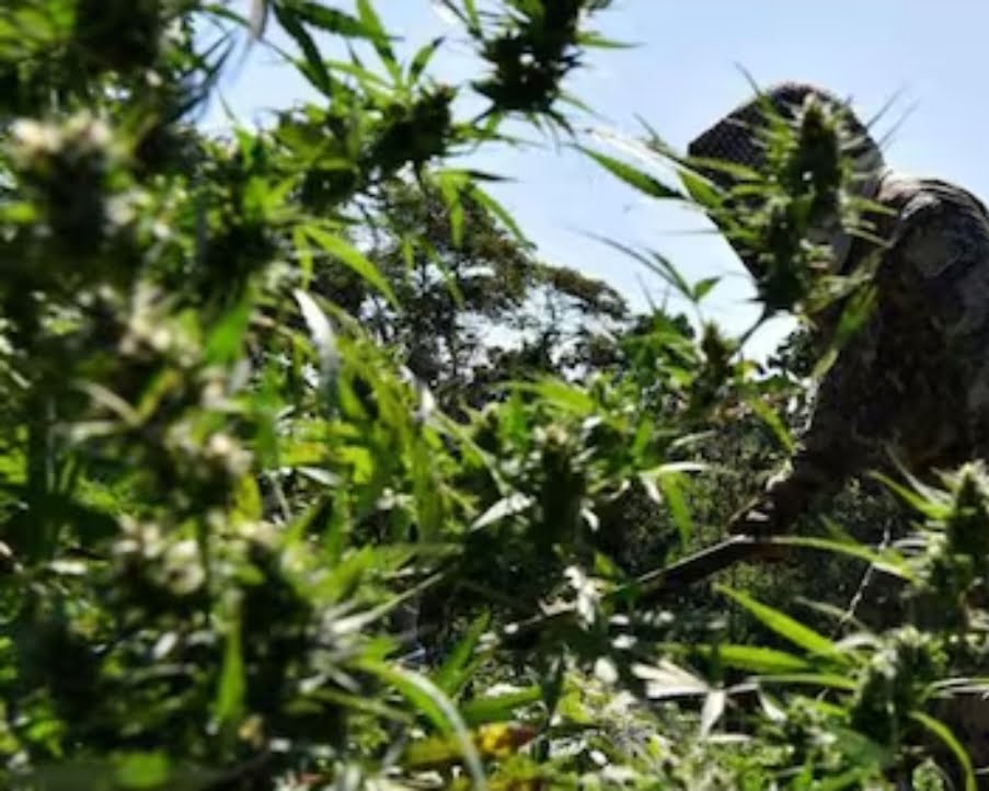 Cultivo de marihuana en Paraguay