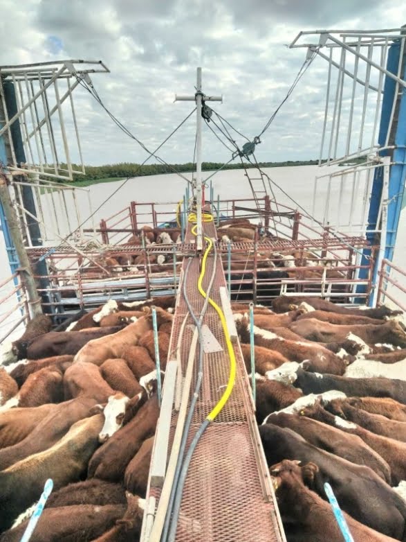 Analía Esperón, San Nicolás y zona del Delta, provincia de Buenos Aires: “Tengo un barco ganadero con capacidad de carga de cinco jaulas"