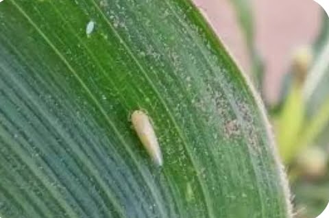 El achaparramiento del maíz es causado por tres tipos de patógenos transmitidos por la chicharrita Dalbulus maidis, insecto que sólo puede alimentarse y reproducirse en el maíz.