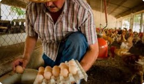 Argentina es el 5° consumidor mundial de huevos.