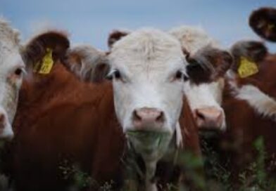 Los precios de la “vaca china” mantuvieron estable a la ganadería argentina