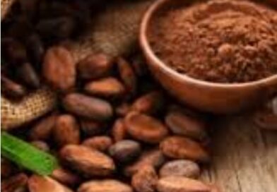 El cacao fue introducido por los españoles en Indonesia en 1560