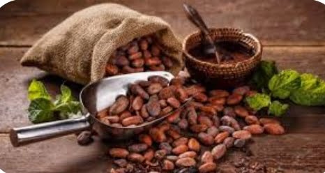 El grano de cacao es la semilla que proviene del árbol del cacao, una planta tropical autóctona de las regiones ecuatoriales de América.