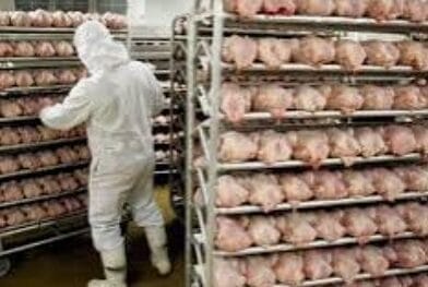 Se recupera la exportación de pollo