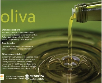 La cosecha de olivos 2025 superará a la anterior en Mendoza.