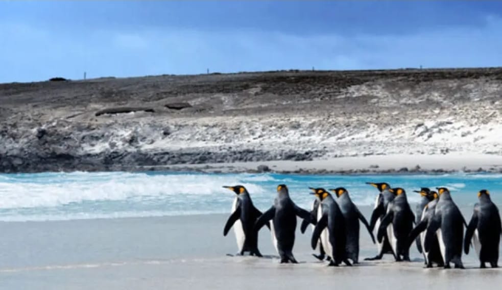 Unity Marine producirá 50.000 toneladas de salmón en Malvinas desde 2026 pero hace un compromiso público de resguardar el medioambiente marino de las Islas Malvinas.