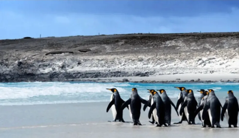 Unity Marine producirá 50.000 toneladas de salmón en Malvinas desde 2026 pero hace un compromiso público de resguardar el medioambiente marino de las Islas Malvinas.