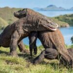 Indonesia invita al encuentro con el Dragón Antiguo del Este