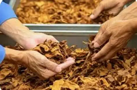 Brasil exportó tabaco por US$ 907.6 millones