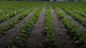 Screenshot_20251005_210545_Samsung Internet