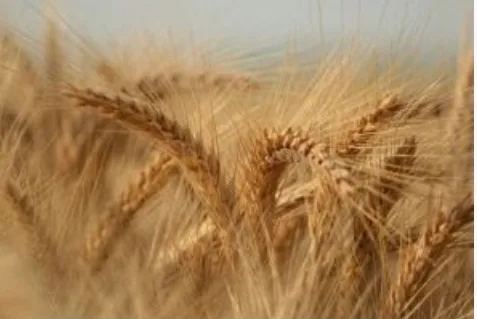 Screenshot_20251017_211708_Gmail