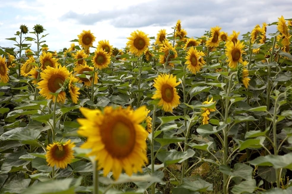 Screenshot_20251021_092923_Gmail