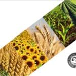 Recupera el ritmo de avance la siembra de cultivos para la cosecha gruesa