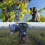 El 2025 es el año que reconfiguró el mapa vitivinícola argentino