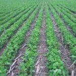 La siembra de soja ya cubre 75.5% de la superficie proyectada