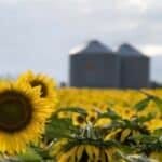 Argentina cosechará 6.2 millones de toneladas de girasol