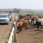 Ganadería con más productividad y menos metano en el Gran Chaco