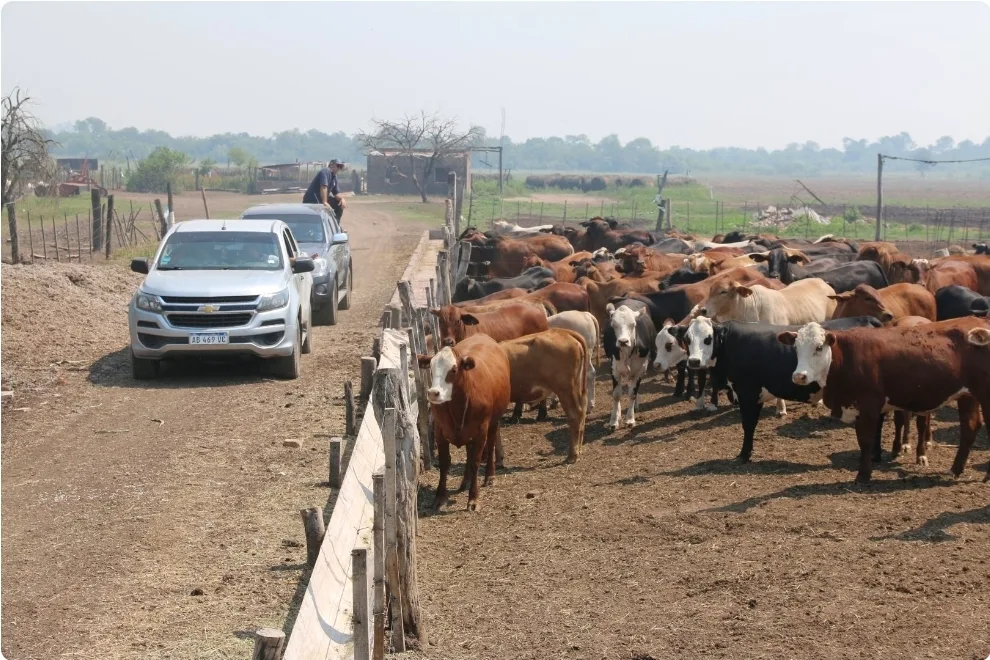 Ganadería con más productividad y menos metano en el Gran Chaco