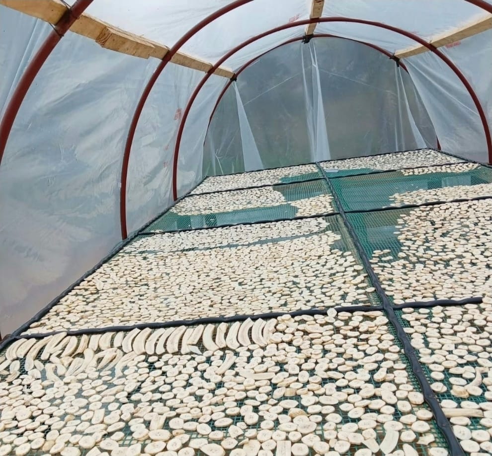 Harina de banana verde es un nuevo superalimento argentino sin TACC 100% natural que se desarrolla en Salta.