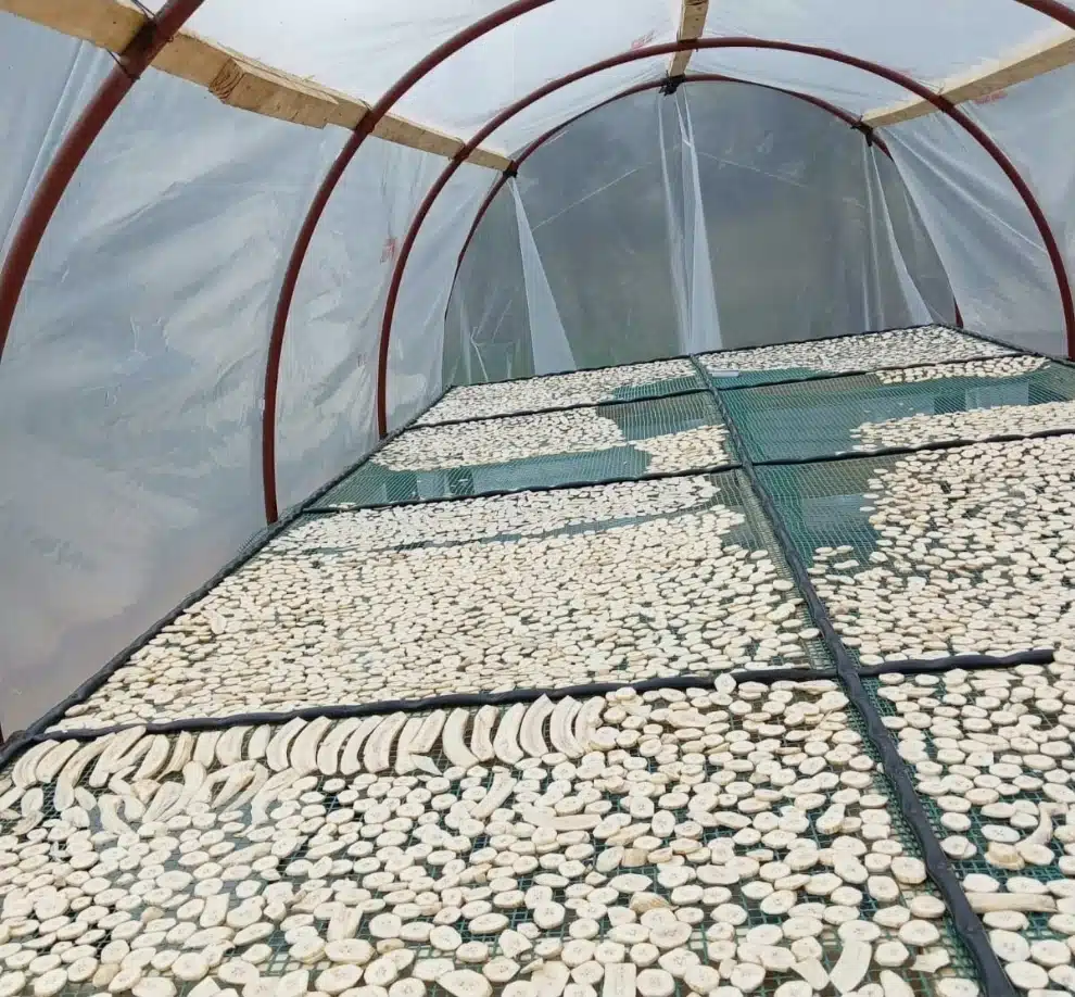 Harina de banana verde es un nuevo superalimento argentino sin TACC 100% natural que se desarrolla en Salta.