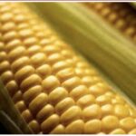 Argentina se posiciona como el cuarto productor mundial de maíz