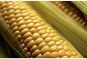 Screenshot_20260311_231033_Chrome