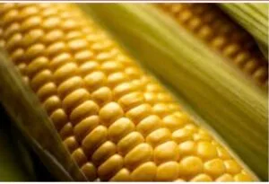 Screenshot_20260311_231033_Chrome