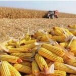 Para el USDA el mercado de cereales se mantendrá estable a corto plazo