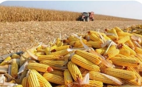 Para el USDA el mercado de cereales se mantendrá estable a corto plazo