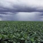 El agro argentino recibirá lluvias de variada intensidad