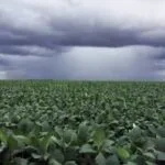 El agro argentino recibirá lluvias de variada intensidad