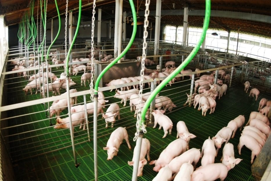 La producción porcina argentina creció 15.7% en el primer trimestre